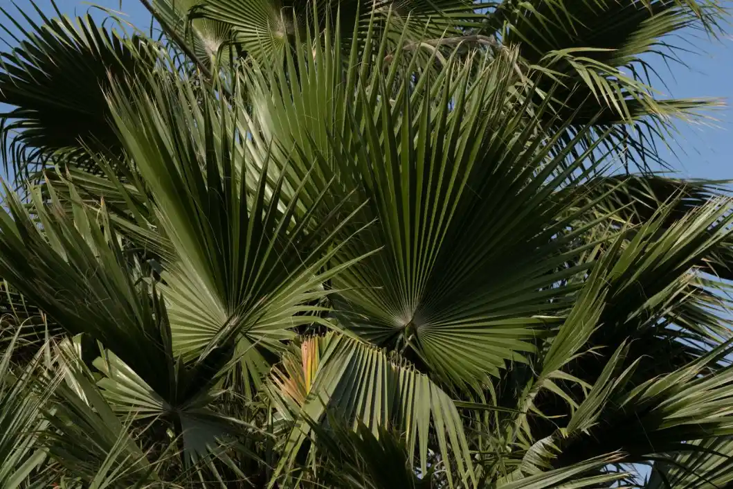 Palmeira ao sol, com folhas verdes em destaque contra o céu azul. A imagem remete ao uso da cera de carnaúba, conhecida como a rainha das ceras.